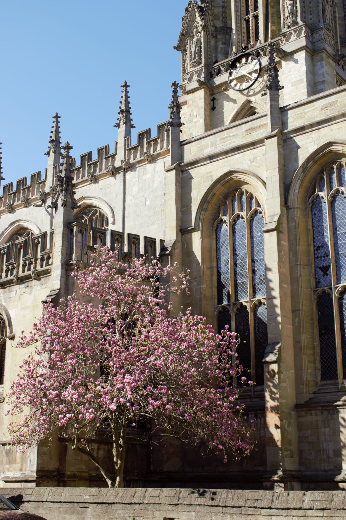 The Tree Of The Knowledge Of Good And Evil Genesis 3 University the-tree-of-the-knowledge-of-good-and-evil-genesis-3-university
