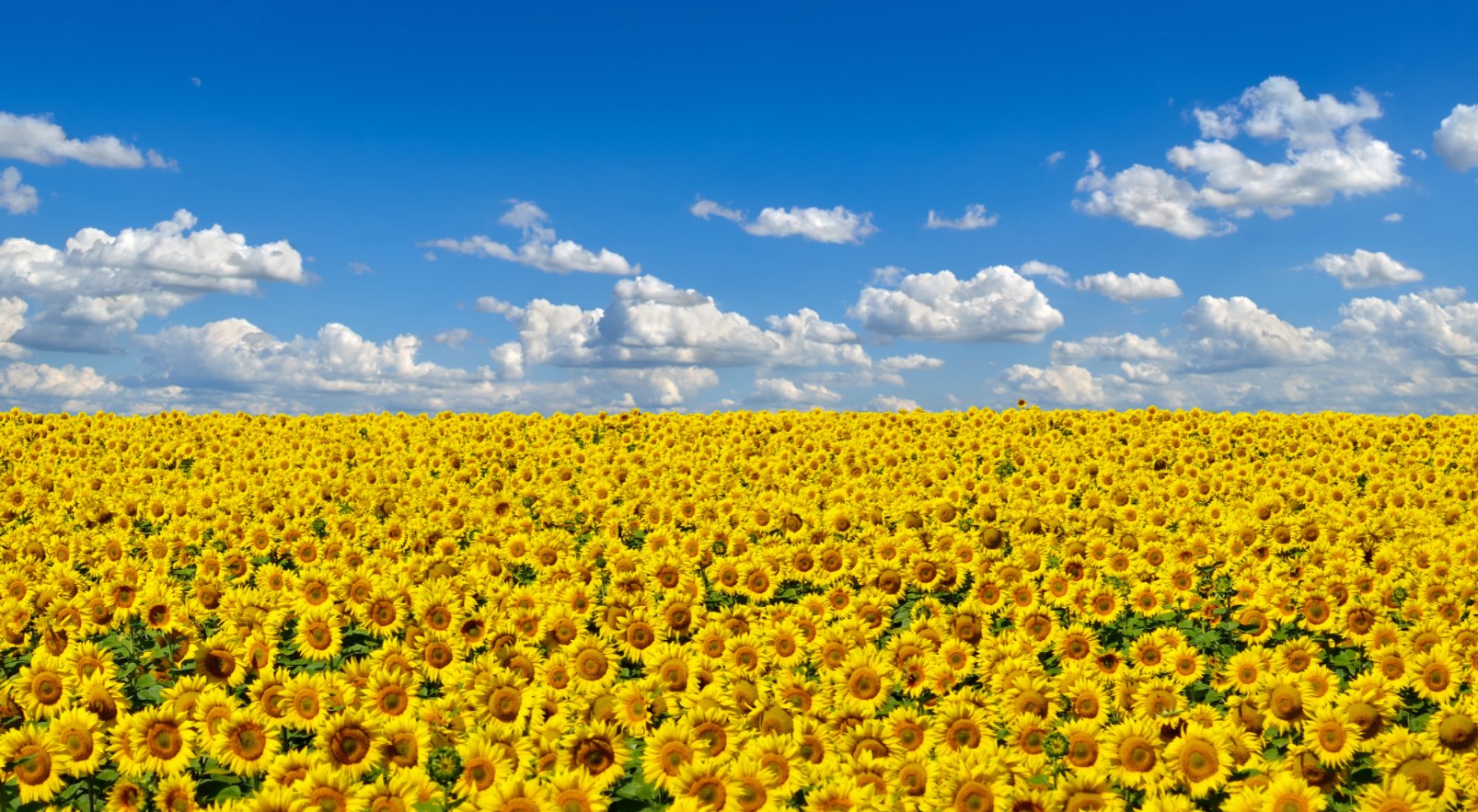 sunflowers_ukraine.jpg