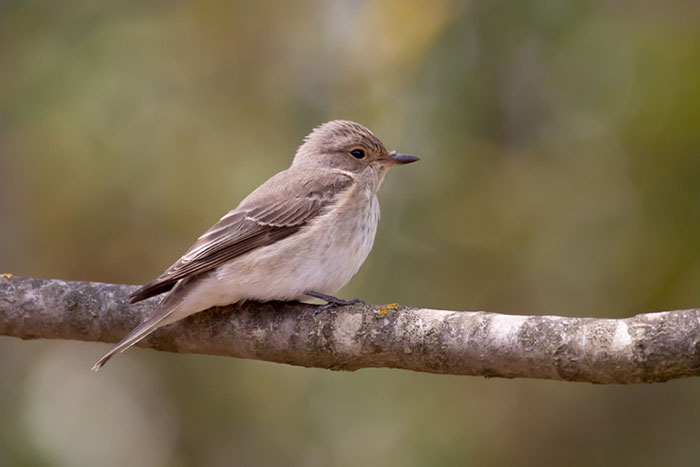 spotted-flycatcher.jpg
