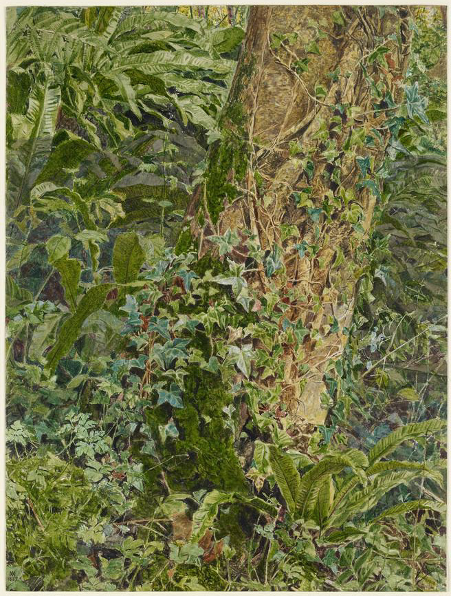 moore_ash_trunk_ashmolean_cropped_1.jpg