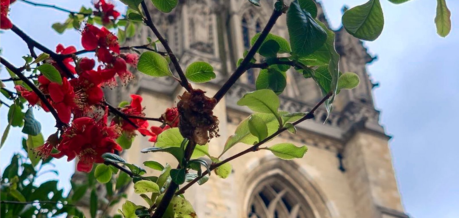 smv in bloom